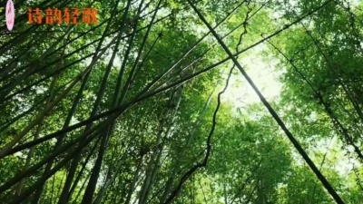 诗韵轻歌 - 《七弦清音》古琴，纯音乐欣赏，宁静清幽，净化心灵，美妙动听！