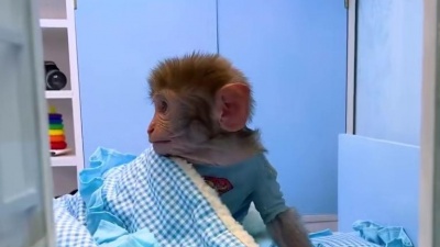 吃一口嬿麦 - Monkey Baby Bon Bon sleep alone and goes to the toilet and eats fruit candy with the puppy
