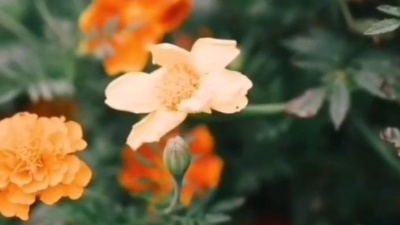 格桑花 - 蒋大为《山间小路》