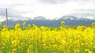 许乐 - 三百六十五里路