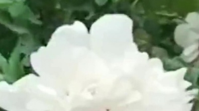 heiakimMusic - 编花篮     难忘的老歌