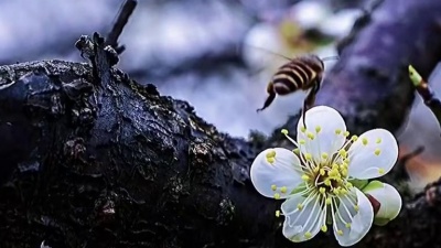 音乐天台 - 巫娜《枯木寻禅》古琴曲纯音乐，放松心灵，好听的静心禅意轻音乐