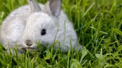 The Kiboomers - Little Bunny Foo Foo Song for Kids | Bunny Song | Rabbit Song