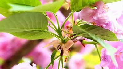 沙华晨 - 一首DJ情歌《爱上受伤的男人》，好听极了！送给大家！