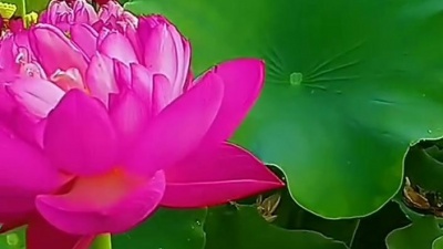 心稳路正精彩 - 老歌《烟花三月下扬州》+好看荷花视频