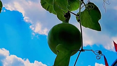 红枫 - 根植净土育孩童，守住初心得始终。一片真情与天共，欣观杏坛别样红。