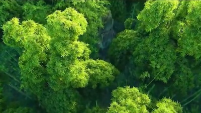 未完de梦转身 - 月映禅心心水拂琴，山空云静花无影，静心聆听，感受内心深处那份宁静。#纯音乐 #古筝
