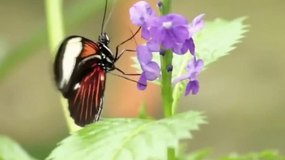 Brian Crain - Butterfly Waltz