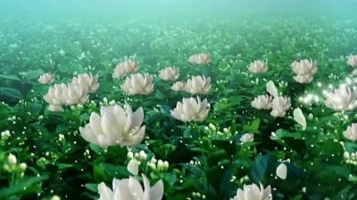 小西瓜一枚 - 萨克斯名曲《茉莉花》，萨克斯王子肯尼基演奏，美得让人如痴如醉
