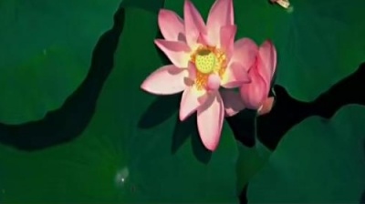 可可为 - 阿赖 妈妈的洪湖水