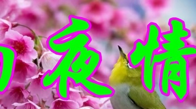 家有女儿Ren - 怀旧情歌，高胜美一首《雨夜情》带来满满的回忆