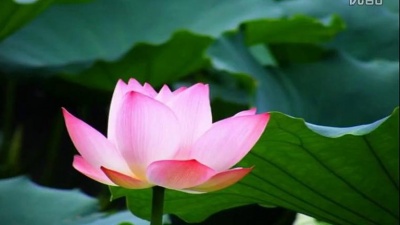 追剧喵爷 - 《佛顶尊胜陀罗尼咒》宝峰居士唱诵