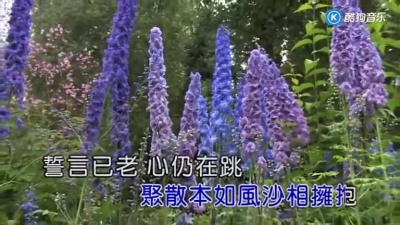 门丽 - 情是世上最毒的药