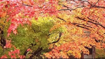 点滴铭记美好的日文歌 - 高胜美《枫叶情 饭制版》