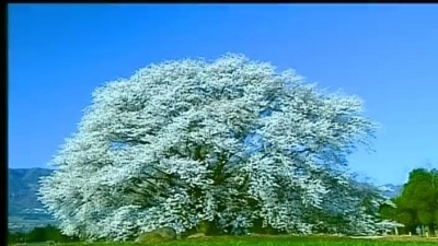罗中旭 - 成全