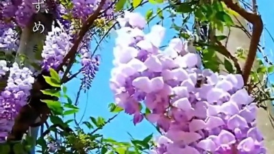 烟锁重楼 - 邓丽君《大阪时雨》，好听至极！