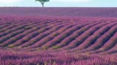 Brian Crain - Lavender Hills