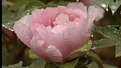 谭晶 - 花儿与少年