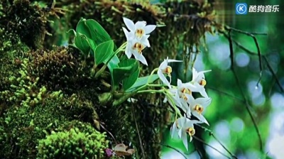 人海茫茫 - 《兰香涧》古琴曲，笛声悠扬，琴声美妙，山涧花香，静心舒缓！
