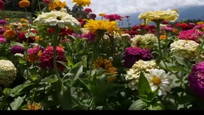 白沐兮 - 花海情缘（流行版）