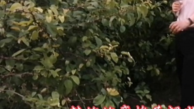 超越 - 超越一首《放牛娃》悠扬动听的歌声，非常好听，百听不厌！