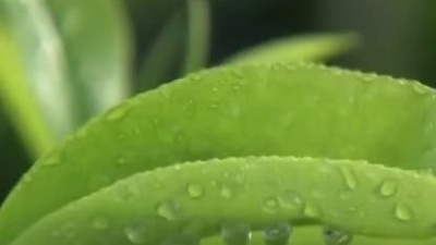 胡灵 - 无名英雄