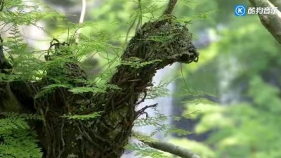 粤T视频 - 乡村风景记录，春耕不见牛，唯独风景美，鸟语花香古筝纯音乐