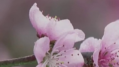 冬日迷惑英文 - 陈悦、马克《岫壑浮云》