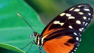 Brian Crain - Butterfly Waltz