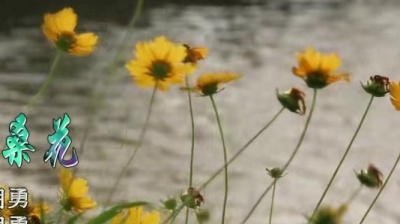 朱潮勇 - 梦中的格桑花