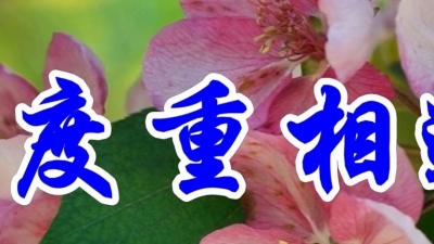 枫炙茹鲱 - 经典情歌，雷婷一首《再度重相逢》好听至极