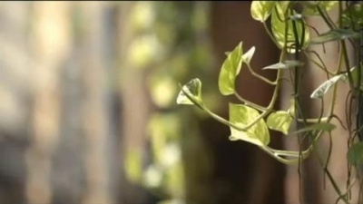 大哲 - 真爱无情人