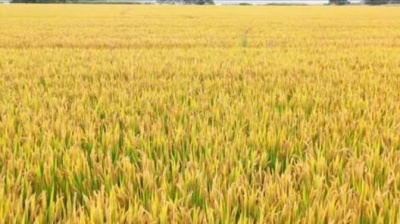 豆豆果 - 声生不息群星《在希望的田野上》饭制