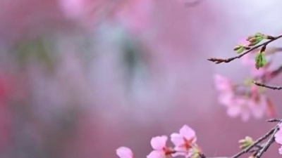 老范儿 - 山茶花