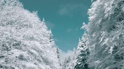 Bernhard Brink - Weißer Winterwald(Winterwonderland)