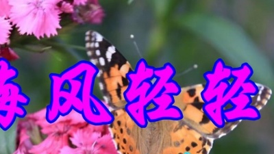 音乐天堂 - 怀旧老歌，杨钰莹一首《海风轻轻吹》好听醉了