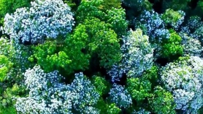 冬日暖阳 - LYPHARD MELODY-Richard Clayderman