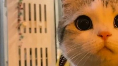 影视娱乐圈 - 泡芙——喝酸奶都要时刻保持优雅的美少女小猫咪