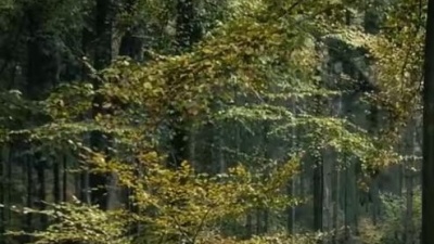 Jasper Forks - River Flows In You