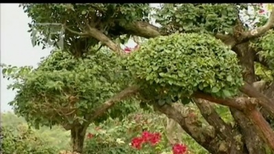 周璇 - 银花飞