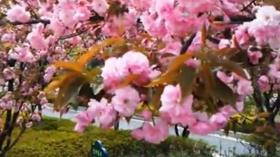 蓝海 - 阿哥阿妹