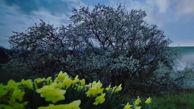 苏玮 - 花开的声音