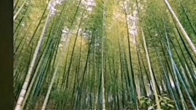 晨光 - 紫竹调 - 李玲玉
