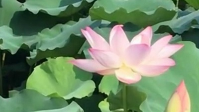 刘小见 - 王心雅一首《月亮之上》难忘的经典，歌声嘹亮清脆，好听极了！