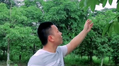谭希 - 红尘寂寞