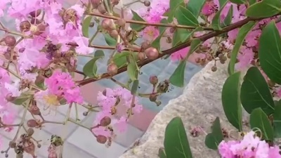 咖啡浓情 - 乔玲儿一首《我只想好好的爱你》唯美动听，情意浓浓，好听醉了！