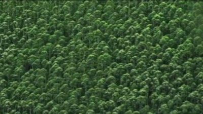 林雨 - 爱的别名是牵挂