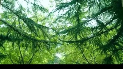 张雷 - 老同学