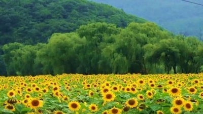 广场舞 - 广场舞《花香醉在我心间》舒心的音乐，十分好听，收藏了