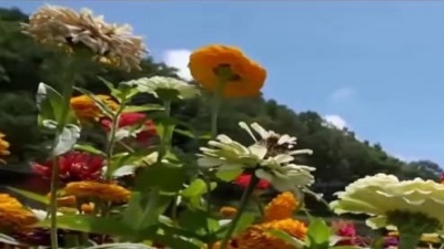 枫舞、晓依 - 春心醉